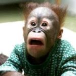 baby orangutan looks shocked
