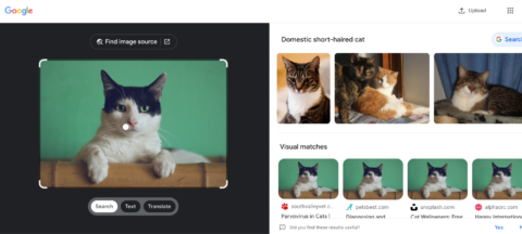 Результаты поиска Google Картинок для видео с кошками