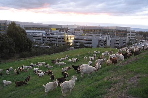 Google Hires 200 Goats to Munch their Weeds