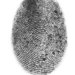 How Does the Penguin Update Translate Into Brand Forgery?