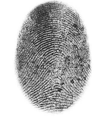 How Does the Penguin Update Translate Into Brand Forgery?