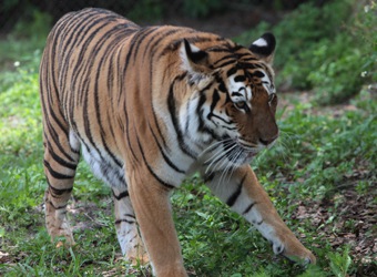 The Big Cat Habitat, the Non-Profit Melissa Fach Supports