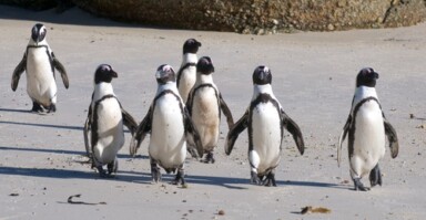 March of the Penguins, Which Led to a Friendly Panda and Finally a Recovery