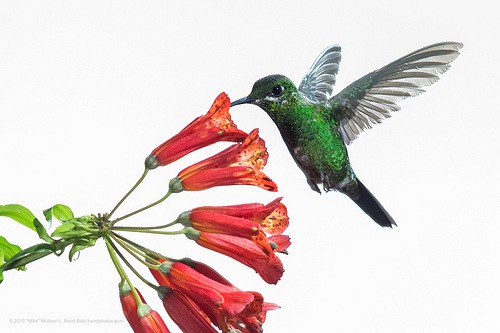 Google Hummingbird Friendly Content Marketing Tips