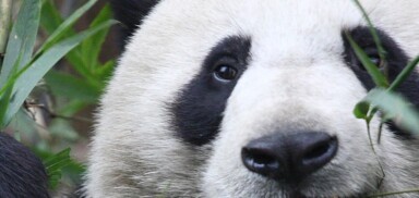 New Panda Update Rolling Out, Google Takes Another Stand Against Thin Content