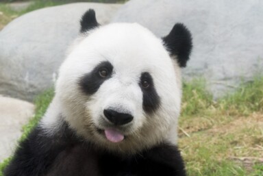 Google Rolls Out Panda 4.0 & Payday Loan 2.0 Updates