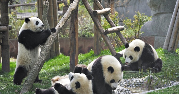 What The Experts Have to Say: Google Panda 4.0 and Payday Loan 2.0 Updates