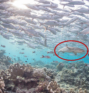 Reef shark beneath a school of jack fish