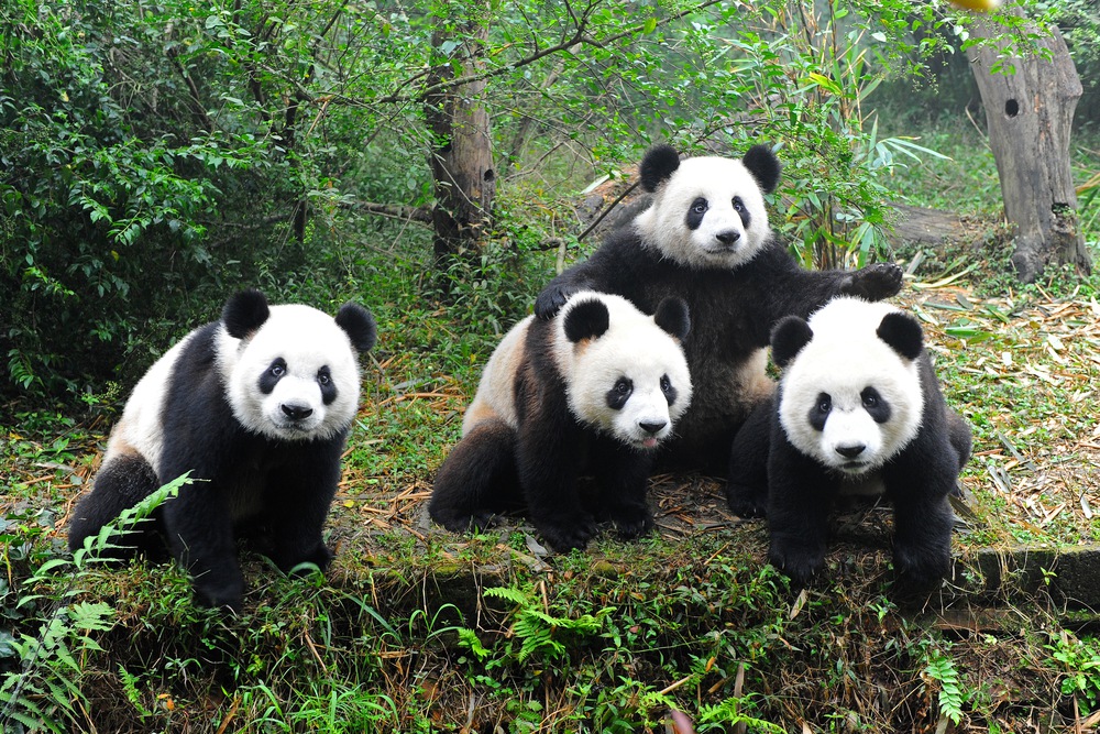 ‘What The Experts Say’: What’s Changed After Panda 4.0?