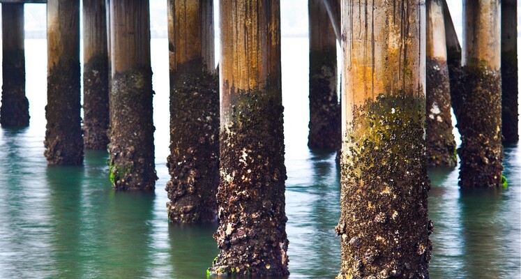 The Return of “Barnacle SEO” and Why It’s Perfect for Small Businesses