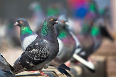 8 Hacks for Pigeon-Proof Reputation Management