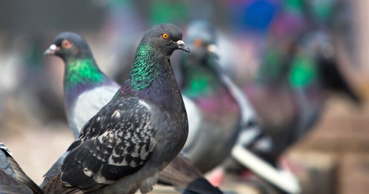 8 Hacks for Pigeon-Proof Reputation Management