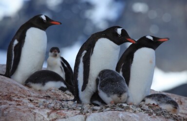 Penguin 3.0 A Refresh Affecting 1% of English Queries, Google Confirms