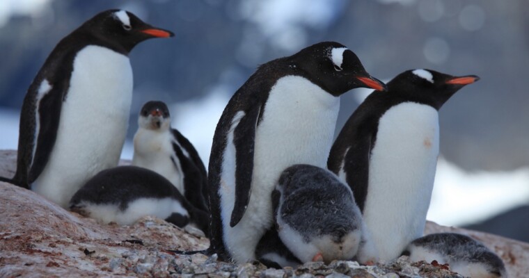 Penguin 3.0 A Refresh Affecting 1% of English Queries, Google Confirms