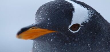 Google Confirms Penguin 3.0 Update, Here’s The Reaction So Far