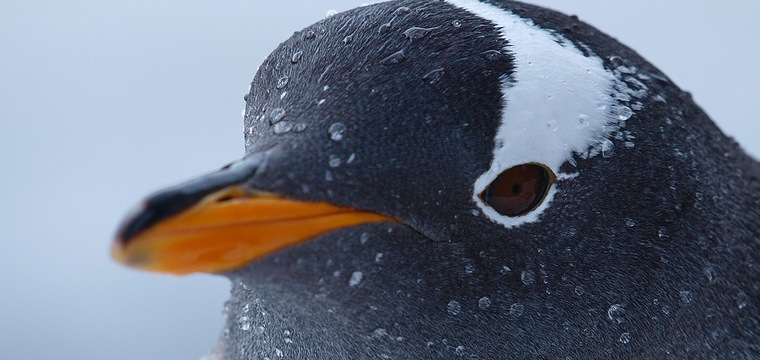 Google Confirms Penguin 3.0 Update, Here’s The Reaction So Far