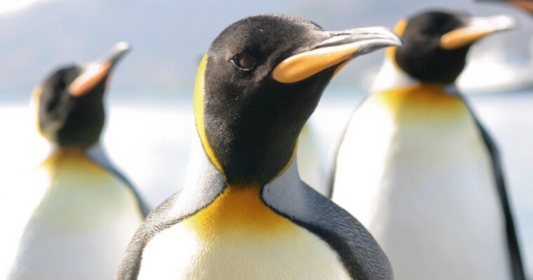 Don’t Get in a Flap: Your Penguin 3.0 Survival Guide