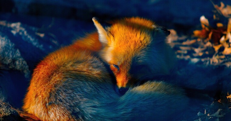 Firefox 34 Released Today With Improved Search Bar, Yahoo As Default Search Engine