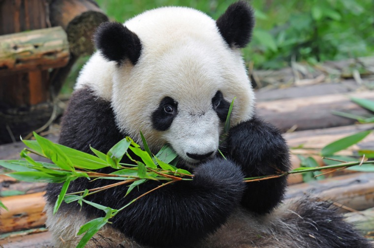 10 Content Strategy Tips to Beat Panda and Penguin | SEJ