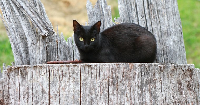 How to Craft a Killer Pinterest Page in 4 Steps (Even if You Don’t Have Cats)