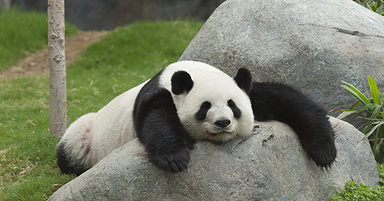 Google Panda 4.2 Rolling Out Now, Affecting 2-3% of Queries