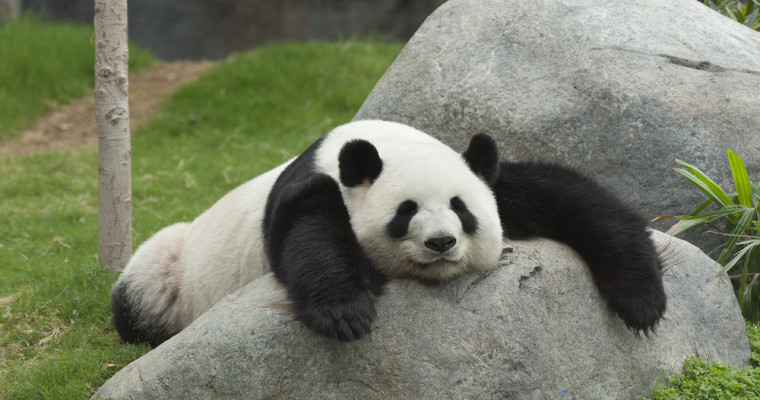 Google Panda 4.2 Out Now, Affects 2-3% of Queries | SEJ