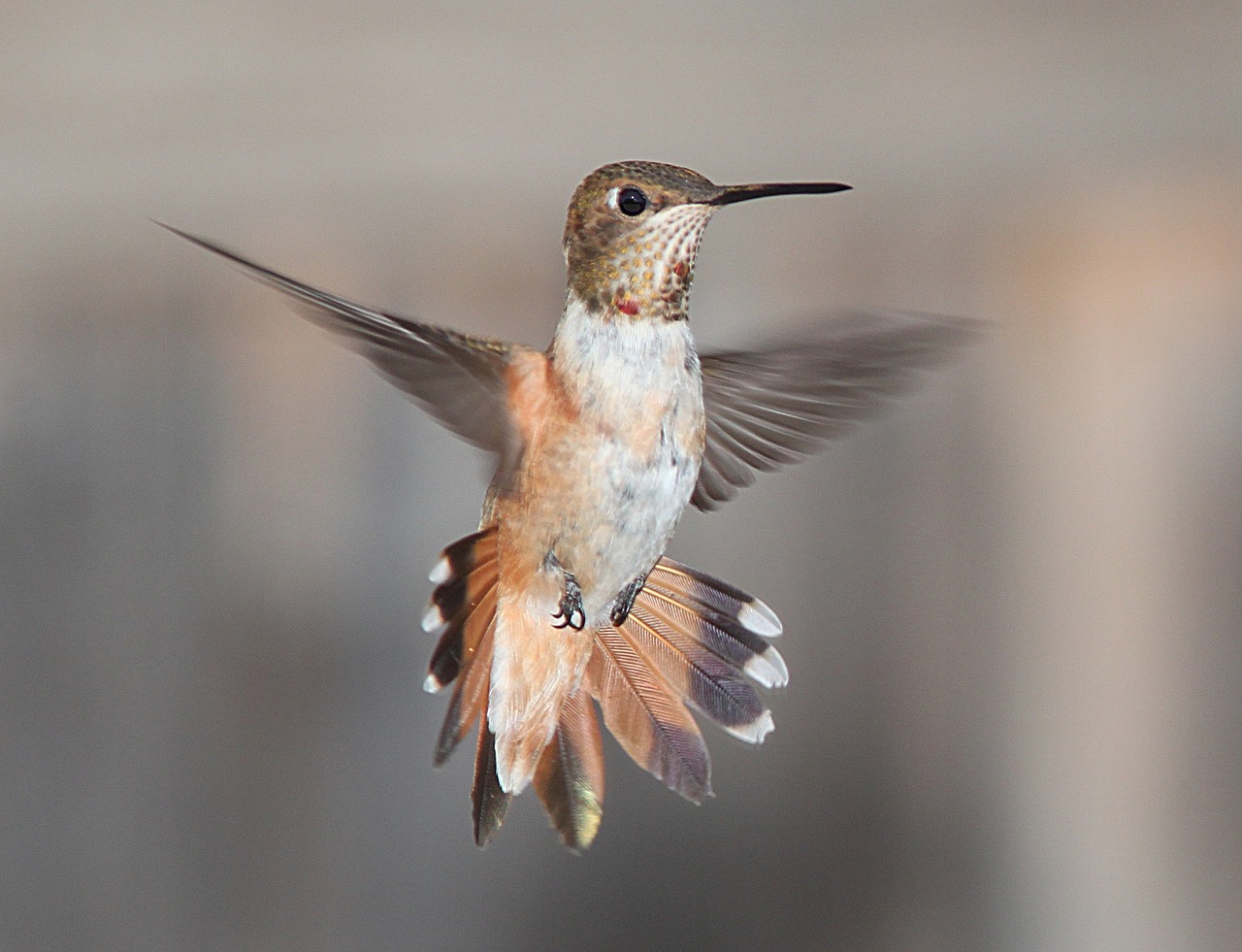 Hummingbird