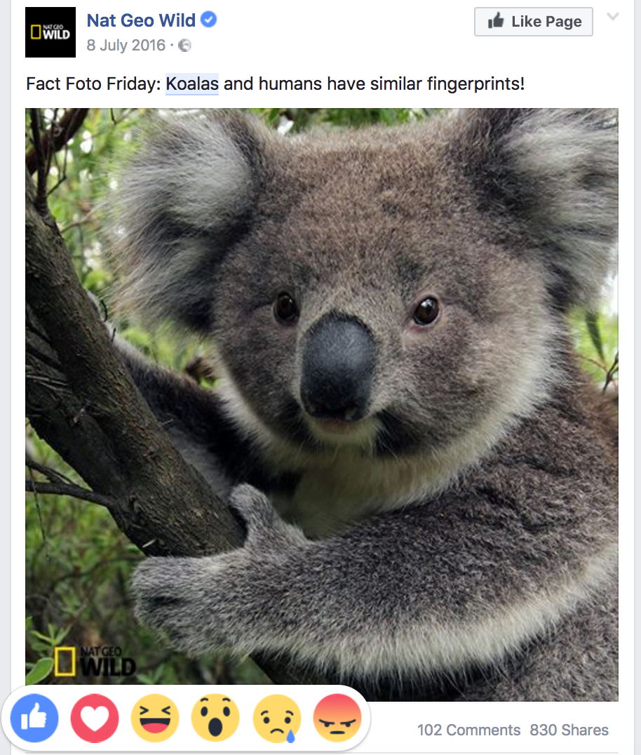 Koalas - Facebook Reactions