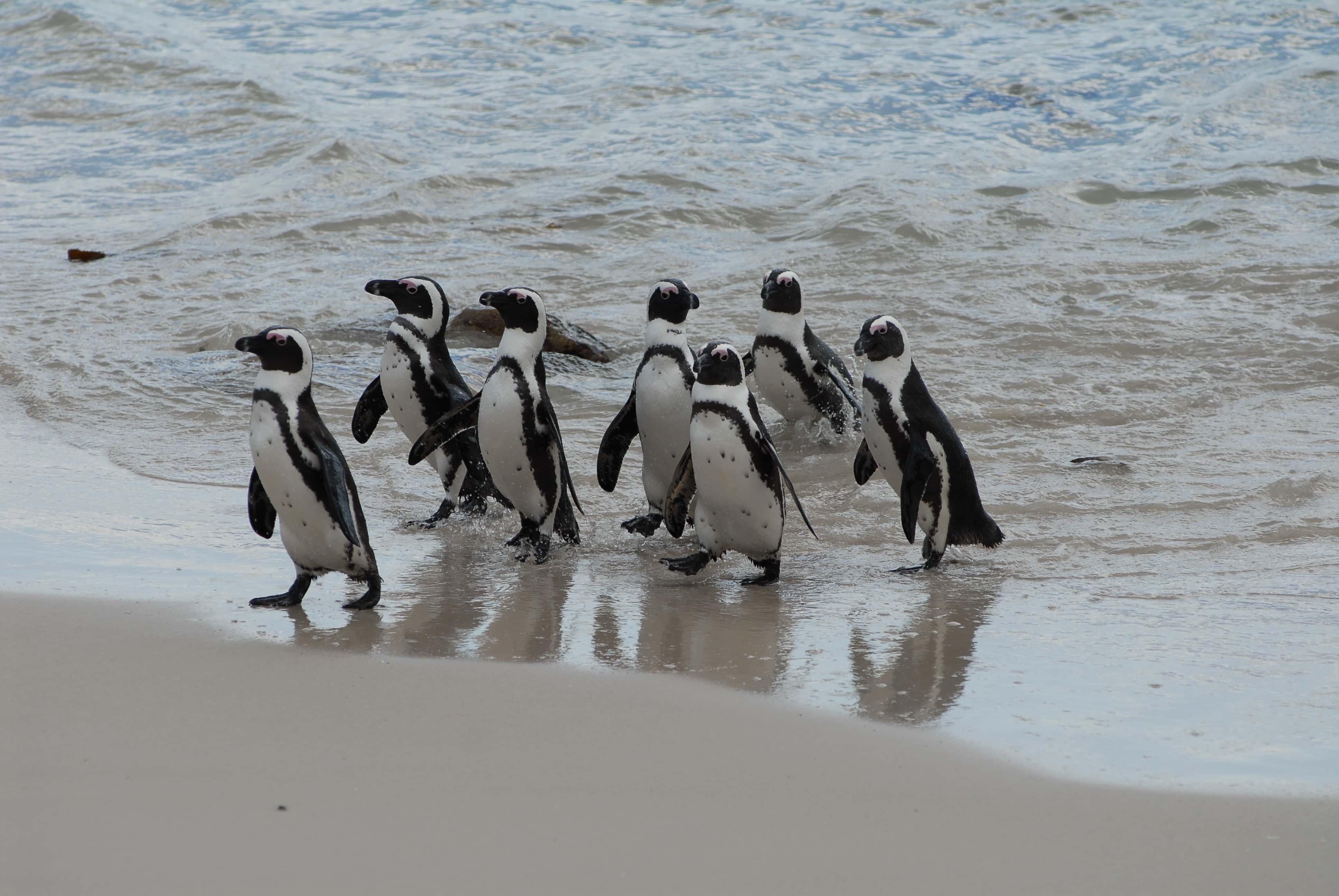 Penguins