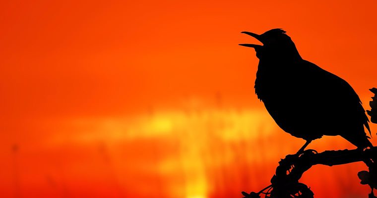 6 Interesting Ways You Can Use Twitter Polls