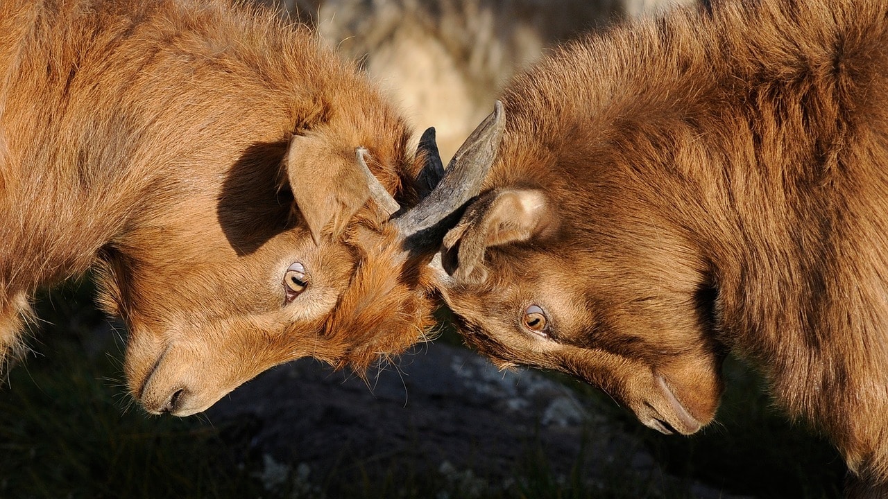 goats locking horns