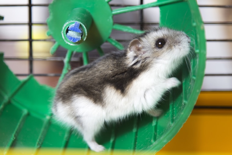 hamster on a wheel