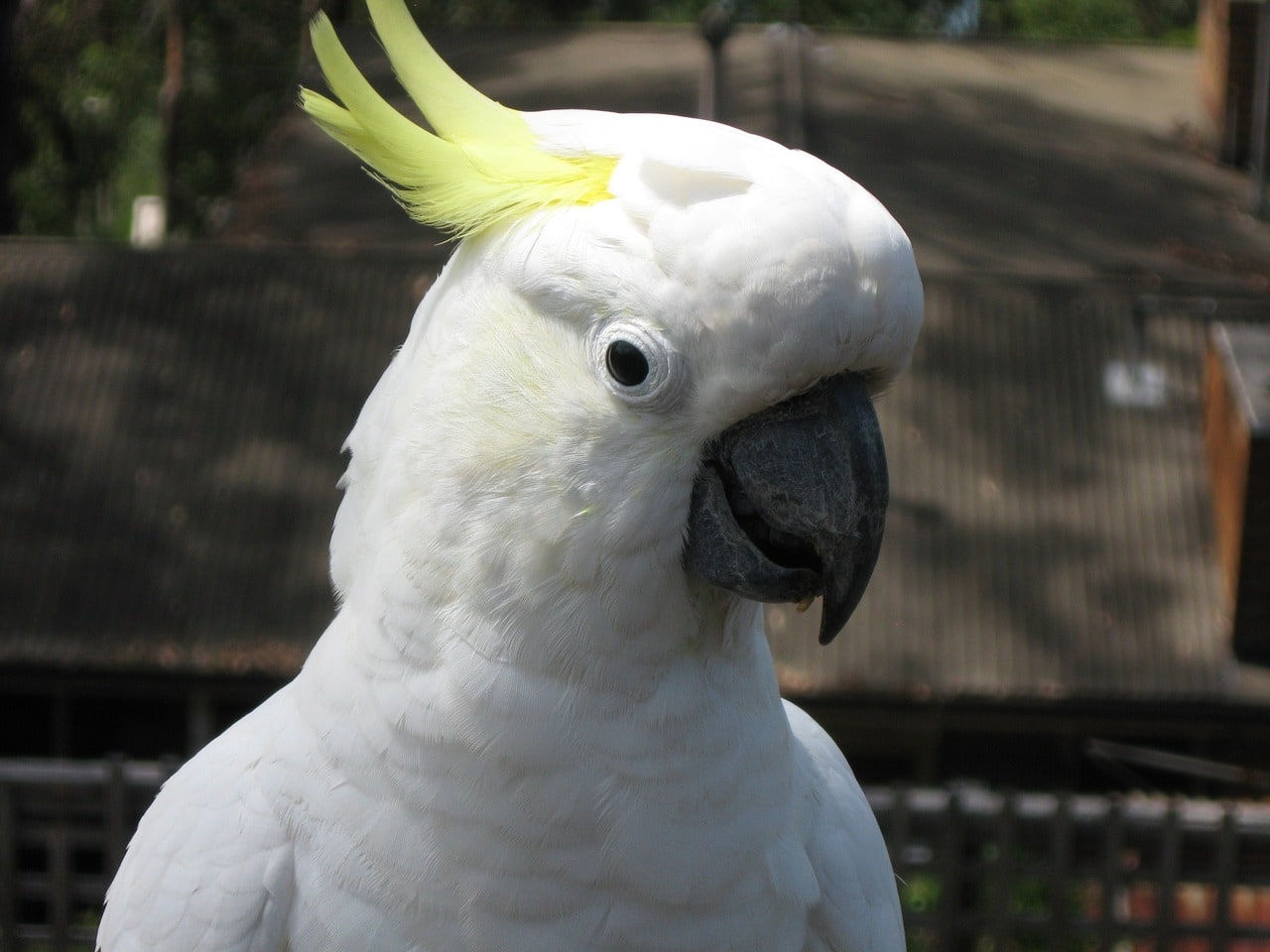 Sulfur Crested Cockatoo