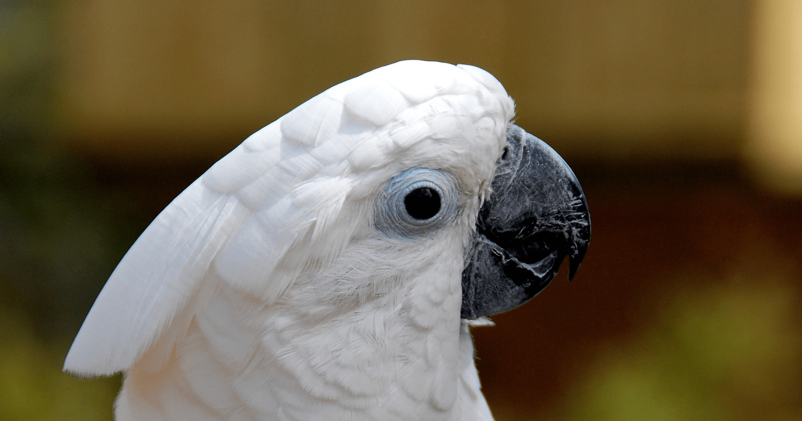 white-cockatoo