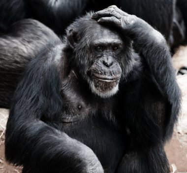 thinking gorilla