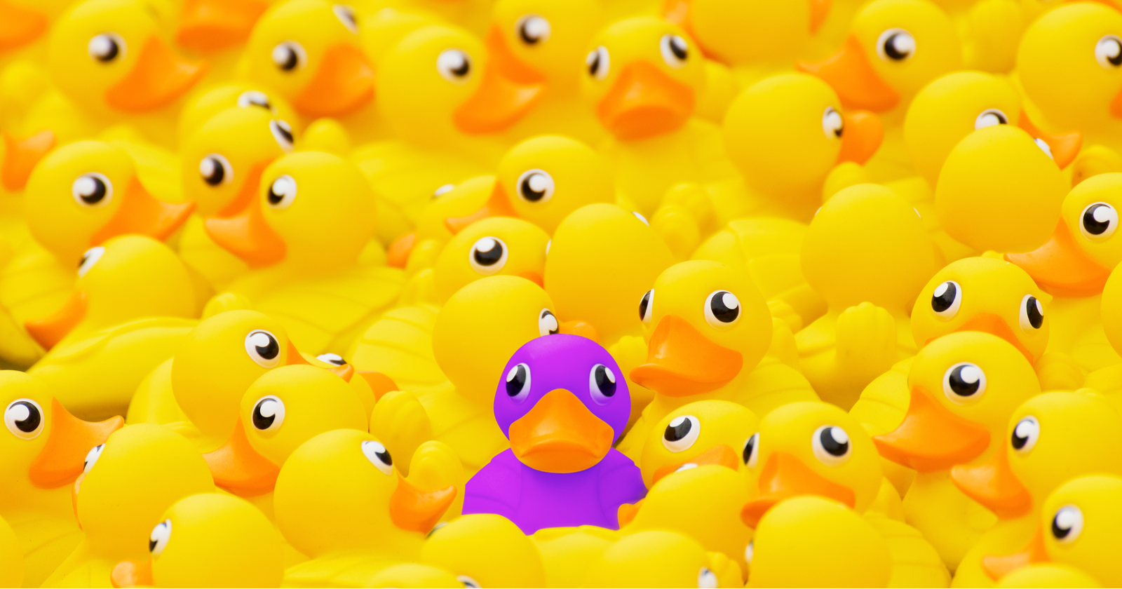 purple duck