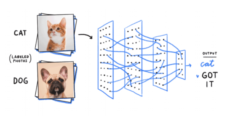 How a machine learning model words: categorizing cat and dog photos