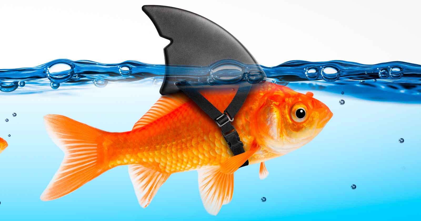 Image of a goldfish with a shark fin, symbolic of a bad fit or trying to be what you're not