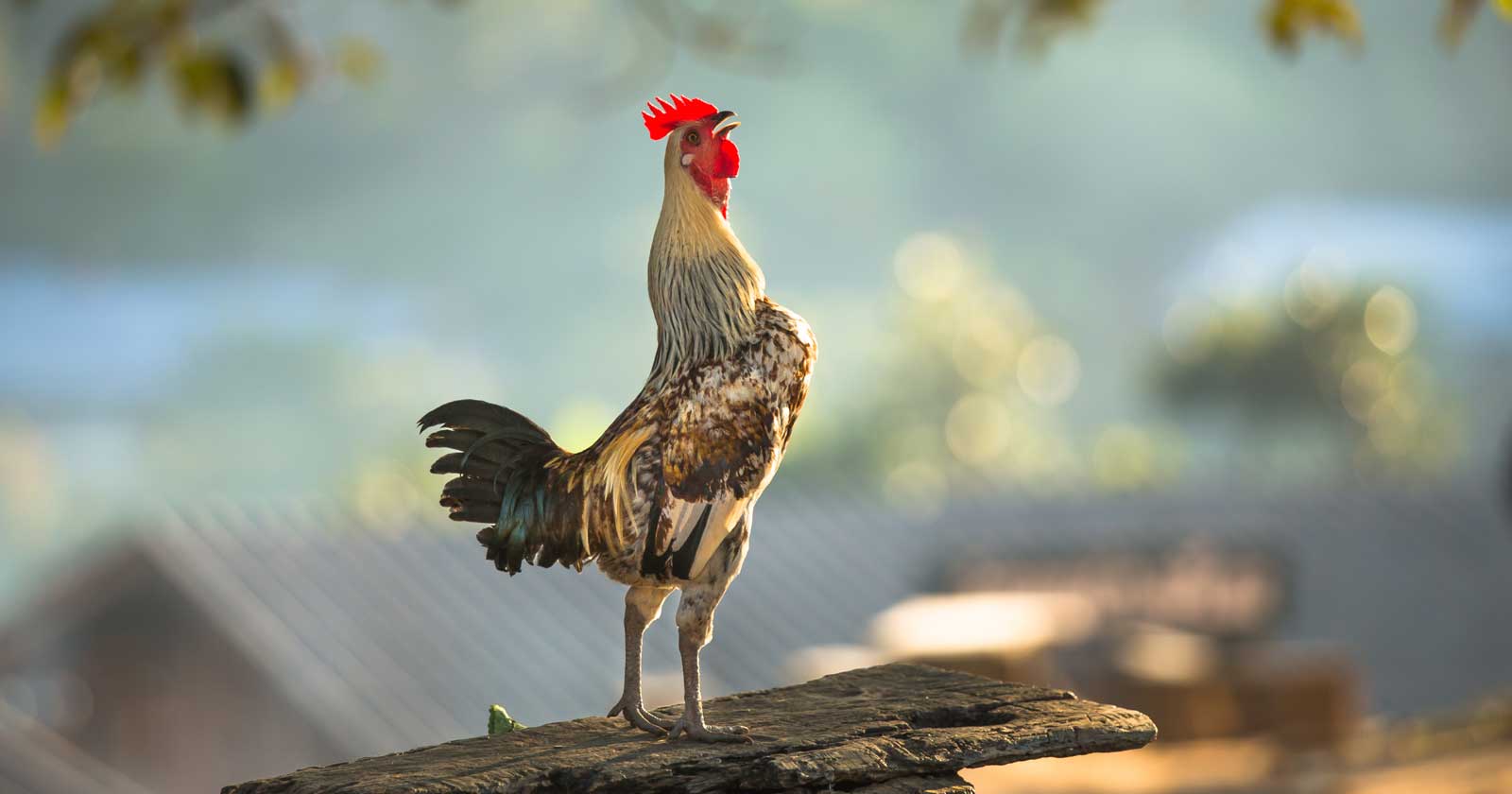 Image of a rooster crowing