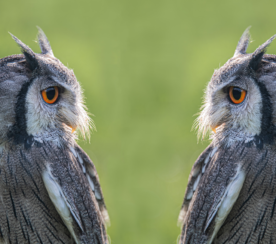 The Truth About Duplicate Content