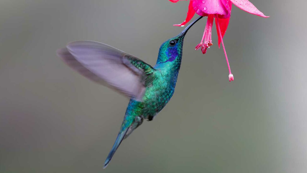 Google's Hummingbird Update: How It Changed Search