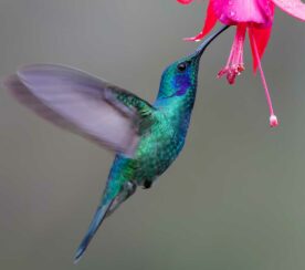 Google’s Hummingbird Update: How It Changed Search