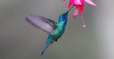 Google’s Hummingbird Update: How It Changed Search