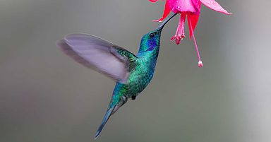 Google's Hummingbird Update: How It Changed Search