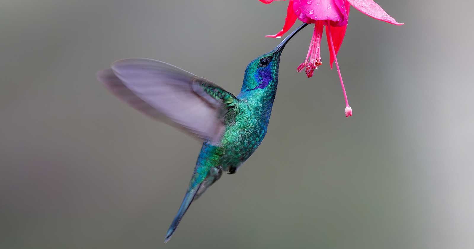 Google’s Hummingbird Update: How It Changed Search