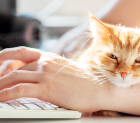 National Pet Day: How Our Fur-Babies Are Changing The Way We Work