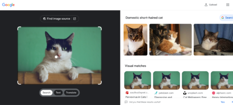 cat google video search 6323f10edfb0c sej 480x216 - How to Do a Reverse Video Search (& Why It’s Useful)