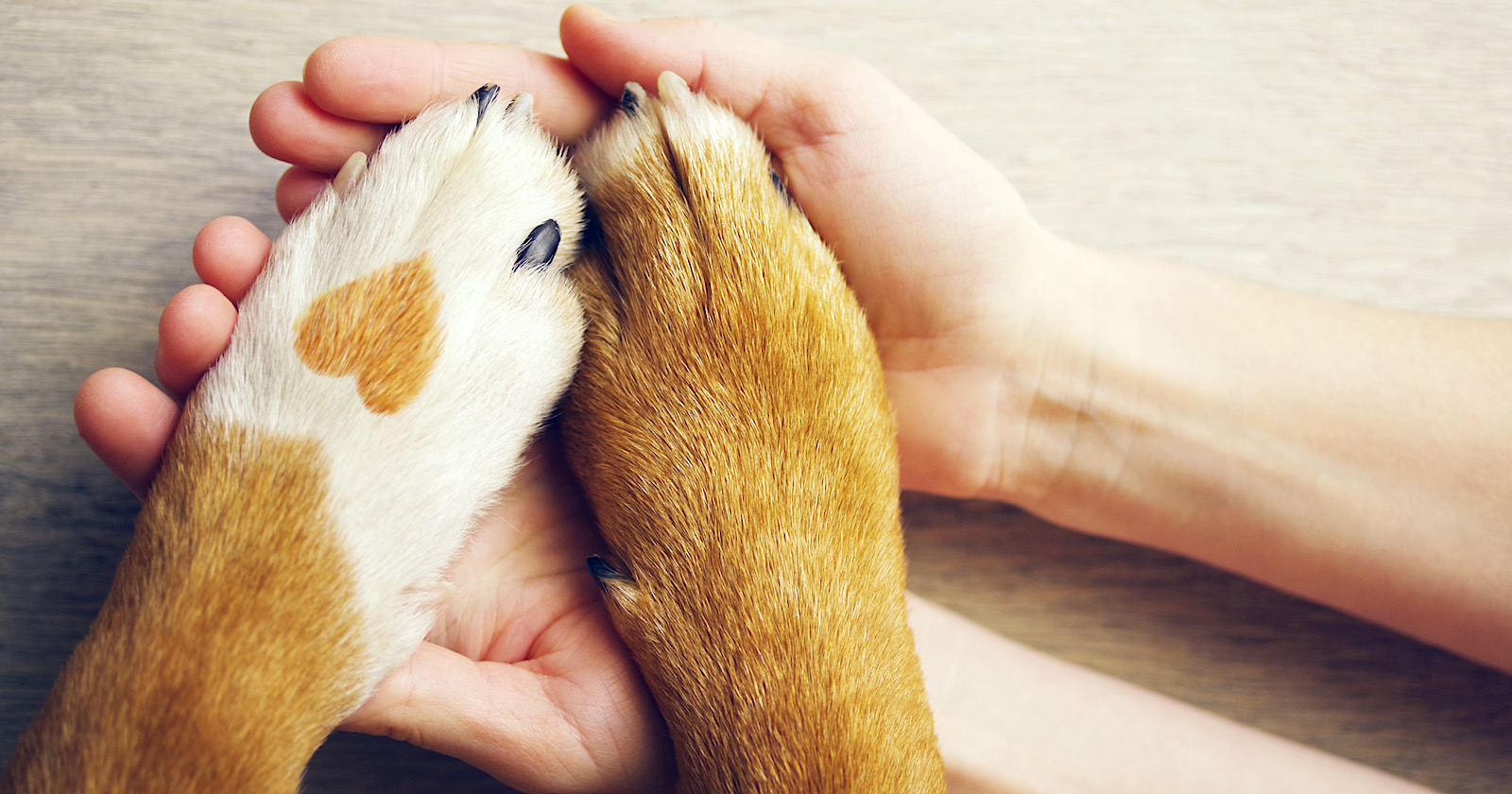 Dog paws with a spot in the form of heart and human hand close up, top view. Conceptual image of friendship, trust, love, the help between the person and a dog